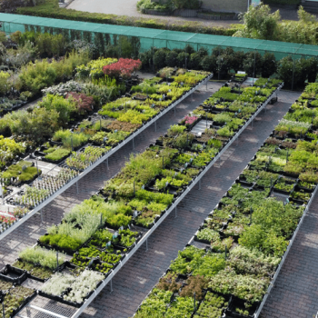 Jonge Tuinplanten